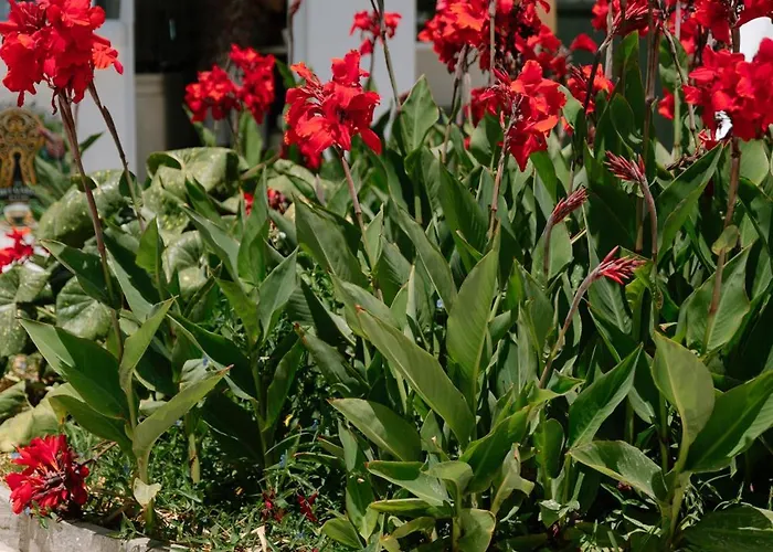 Guest house Eleni Parikia (Paros)