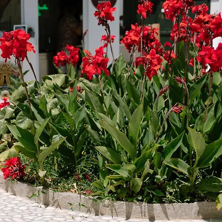 Guest house Eleni Parikia (Paros)